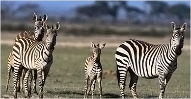 BIG Savings on Wildlife Travel Deals