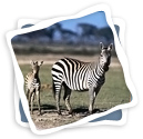 BIG Savings on Wildlife Travel Deals