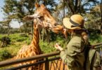 Woman petting giraffe