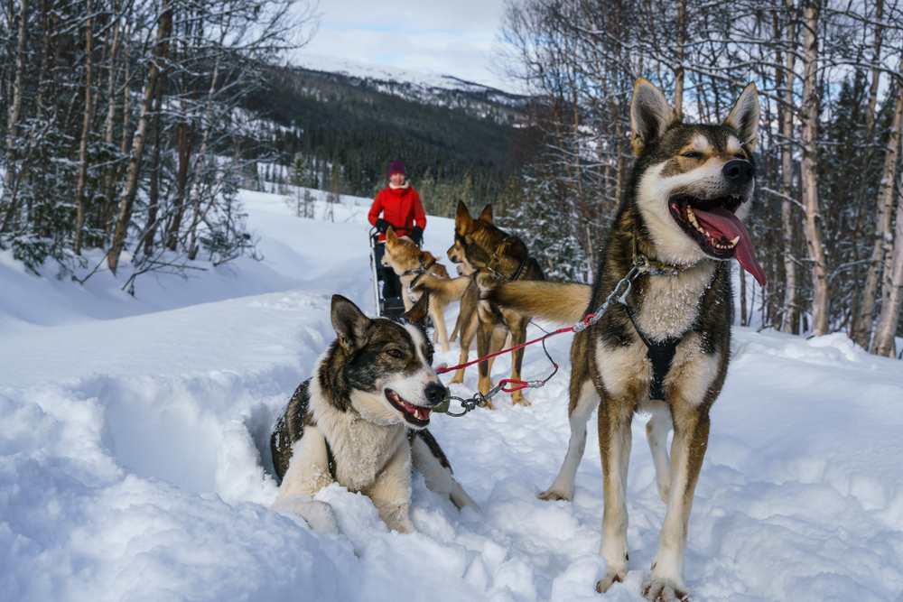 Alaska Bound: Your Guide to the Iditarod | Going Places